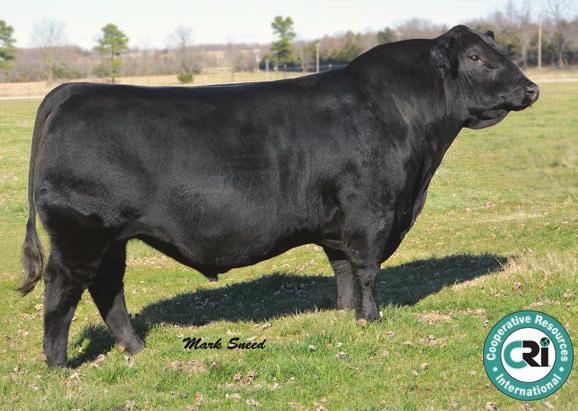 6 You can t go wrong adding a female like Lucky A to your herd. Study her EPDs. They are good in all areas. This Dark Adriana daughter is from a strong cow family. No worry at calving time.