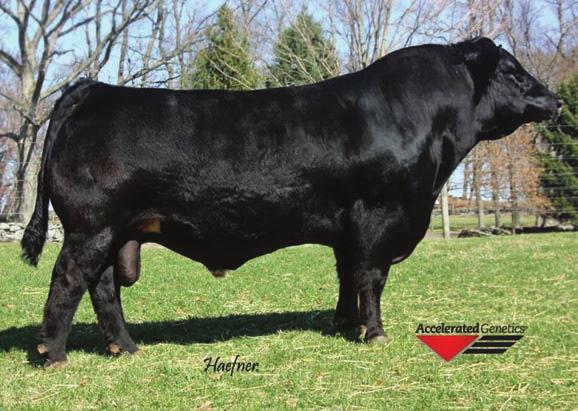 50Y was a high seller from McDonald Farms Bull sale. Soggy made and bold sprung, this heifer sure catches your eye in the pasture.