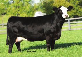 Her first calf sired by an Angus bull was a successful show steer project with a championship carcass.