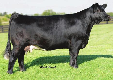 This cow s third AI breeding is by the young hot shot SS Gunslinger and will hit the ground at Thanksgiving with your destination in mind.