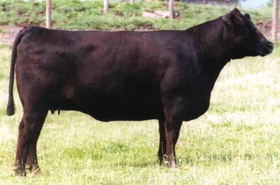 Silverado Blossom 8292 is living proof of the diversified potential of this cow family - purebred Angus show steers, purebred Angus bulls, Sim Angus bulls, and a January Combustible baby in the oven.