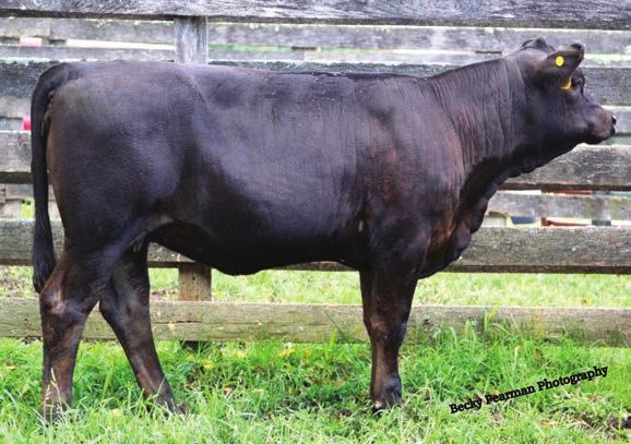 30 Value Yon Purebred ASA# 2871514 BD: 9/21/13 Tattoo: A110 Hooks Shear Force 38K Ellingson Legacy M229 KNH Added Value 58W YON KNH Miss 58S BLK Cammie L116 16 0.1 58.9 88.1 14 29.1 58.5 22.6-0.43 0.