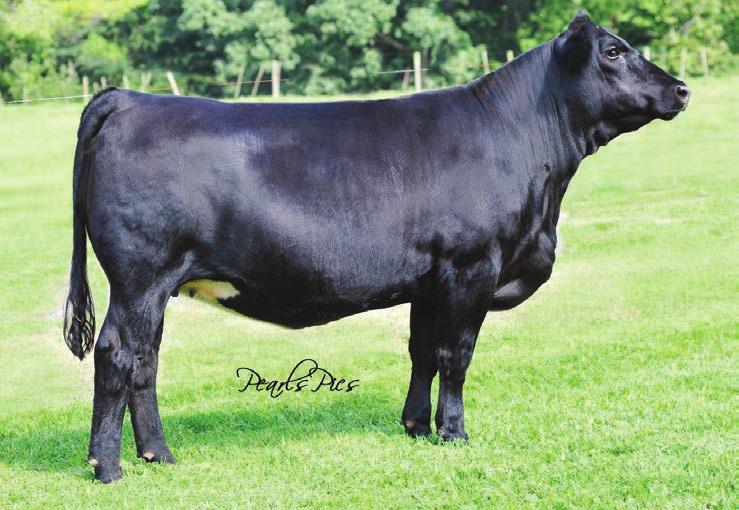Proj EPDs 1 Ms Meoldy Wide Track 3 Embryos Guaranteeing 1 Pregnancy 3C W/C Right Track W9462 W/C Wide Track 694Y Miss Werning 694S SVF/NJC Built Right N48 HPF Ms Melody X309 HPF Ms Melody M011 8.4 3.