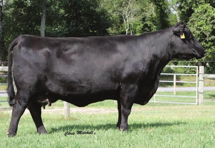 Consignor Rocky Hollow Simmentals BF Vidalia - reference dam 4 Proj EPDs Blankette of Conanga Uno Mas WLE Uno Mas X549 Shawnee Miss 770P 3 or 5 Embryos W/C Wide Track 694Y - reference sire C onnealy