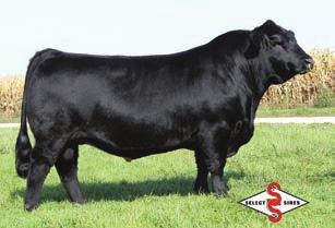 55 141 73 Selling 3 embryos guaranteeing 1 pregnancy or 5 embryos guaranteeing 2 pregnancies if work is performed by a certified embryologist. T This Angus donor is the cattlemens kind.