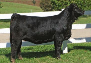 We have two full sibs to these embryos that will be headed to the North American Show in Louisville, KY.
