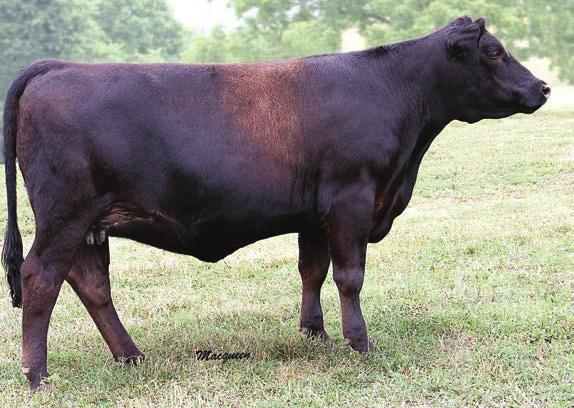 She is going to be a heifer you do not want to miss out on. She goes back to the famous B80 cow family.