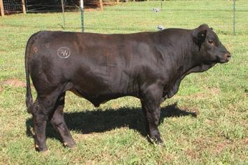 Simmental Bulls Lot # Name ASA # DOB Tattoo Breed Code Color Hps Sire MGS 50 CVLS OVER THE TOP 027A 2818665 8/8/13 027A PB