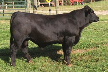 DREAM ON L186 59 WF BLACK NITRO 2836408 9/10/13 A41 PB SM HM Blk Polled DIKEMANS SURE BET SRS RIGHT-ON 22R 60 DFF LUCKEY