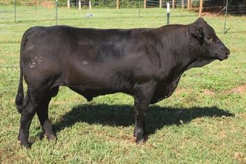 T17 TIDE 69 CVLS FIVE STAR 350A 2796724 10/15/13 350A PB SM HM Blk Polled FBF1 COMBUSTIBLE CVLS CHOSEN ONE 694S 70