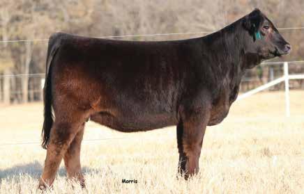 749 CONSIGNED BY: HAWKINS LIMOUSIN, KRUM, TX RBHL Ellie will wow you with her style and power. She is an impressive daughter of MAGS Y-Axis out of a Lodestar dam.