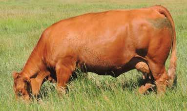 Slowly, yet determinedly, a breeding-up program began using purebred and fullblood registered bulls.