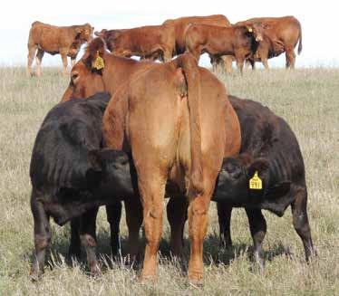 sincere passion for the carcass breed and Treftz Limousin began.