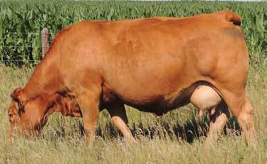 The registered cows are run like a commercial herd with the commercial cowman in mind.