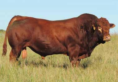 ADJ ADJ ADJ ADJ ADJ JYF Yieldmaster 80Y Sire of Lots 46 & 48 A few things all your bulls have always had in common: Phenotype they are great built bulls that are easily fleshed and their offspring