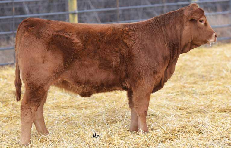 LOT 52A Treftz bulls have top-notch dispositions, are physically sound, have problem-free feet and also hold their flesh very well.