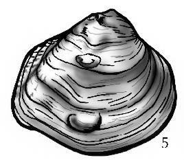 4. Exterior of shell with bumps, knobs, or ridges (Figure 4a)... 5. or return to 3.