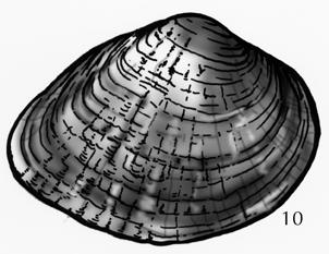 9. Rays on exterior of shell wide, with a series of green chevron ("V" or "W")