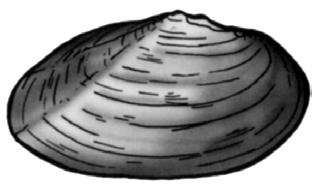 Nacre white, shell thick and heavy, rounded in shape with prominent beak (Figure