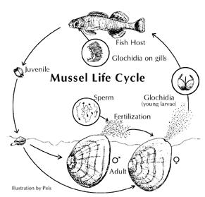 Mussels move slowly by extending and contracting the foot, and only for short distances during their lifetime. If disturbed by flooding, drought, poor water quality, or predators, they move.