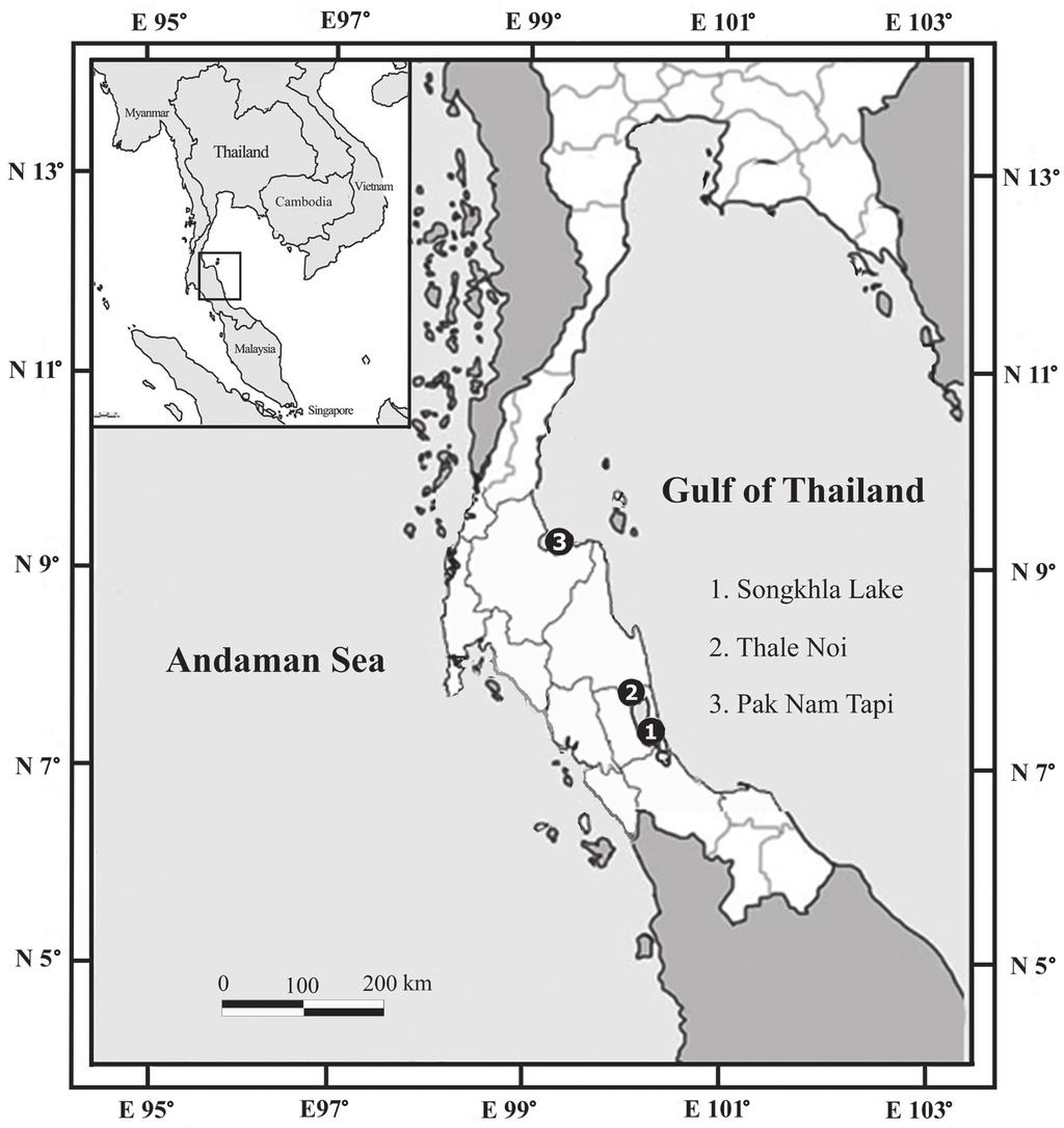 Cirolana songkhla, a new species of brackish-water cirolanid isopod... 3 Figure 1. Map of sampling sites. Remarks. Cirolana is the largest genus of the Cirolanidae (Bruce 1981, 1986, Brusca et al.