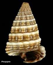 H.: snail, Pirenella conica.