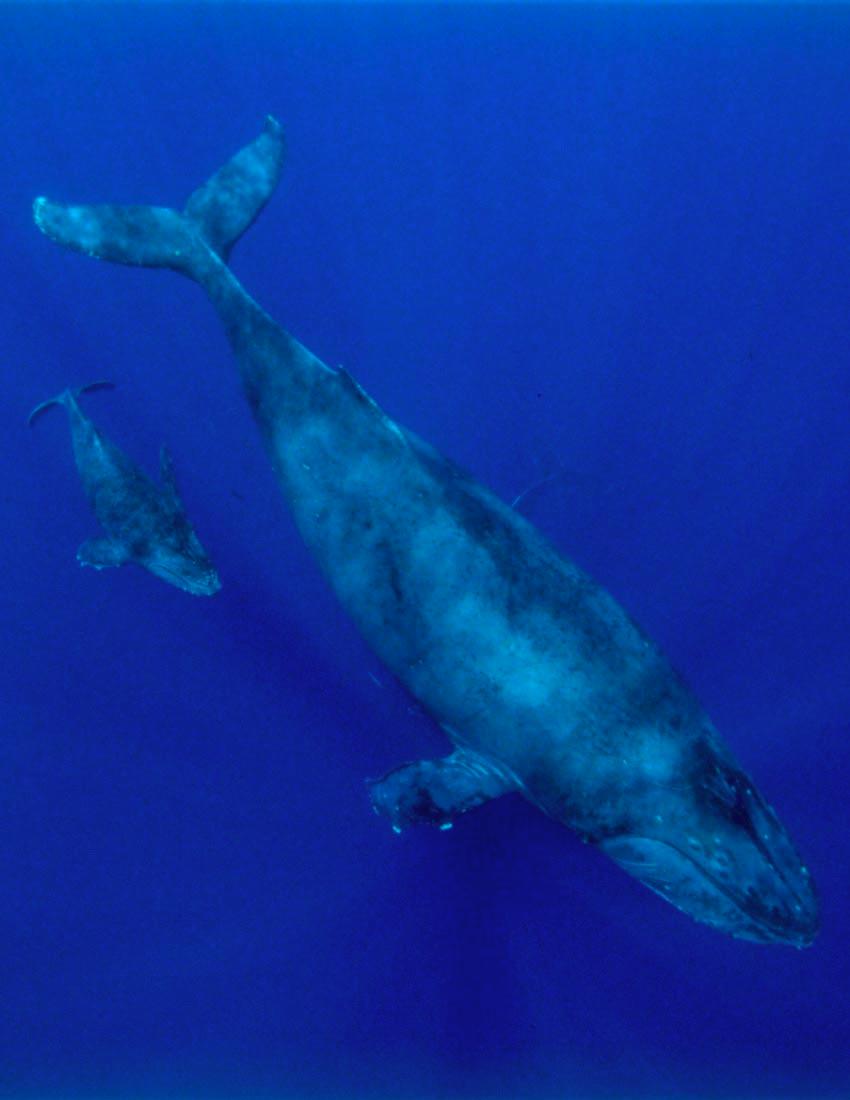 Vol. 1 - Page 90 Mother & Calf Mother & Calf Baleen whales, pregnant for almost a year, provide a long period