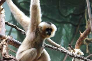 In the warmer months, primates called gibbons may be in an