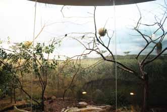 Part of the Bird House has more traditional exhibits with birds behind glass and nets.