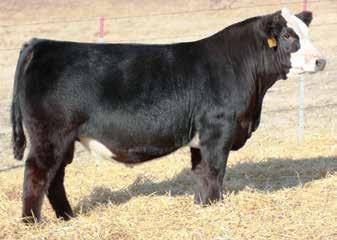 Triple C Singletary S3H CCR Ms. 4045 Time 322T Mr. NLC Upgrade U LHT Ms. Missing Link 30X This Cowboy Cut bull should add some extra style to his calf crop.