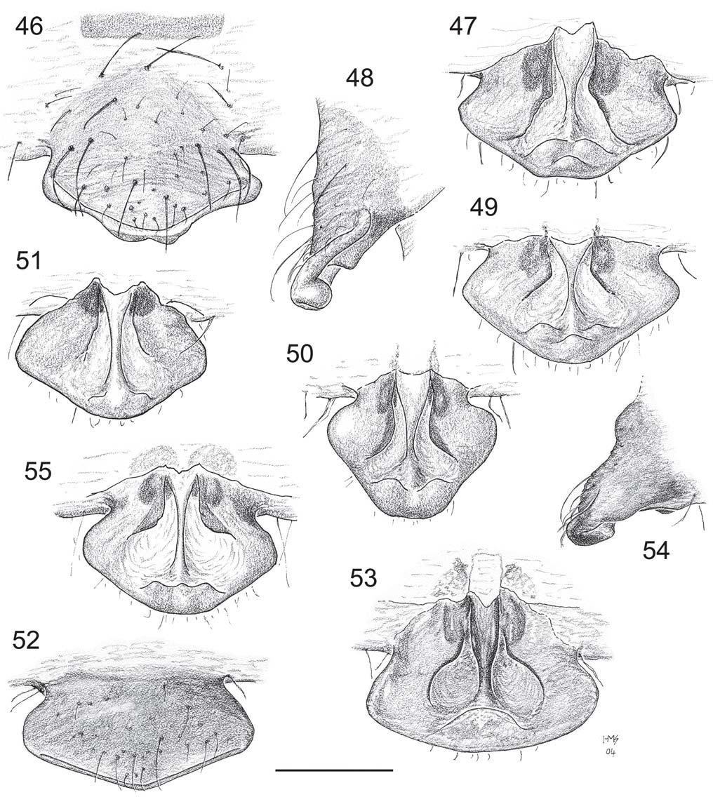 Smith: Revision of Australasian spider genus Poltys 57 Figs 46 55. Poltys illepidus-group epigynes. 46 51, P.