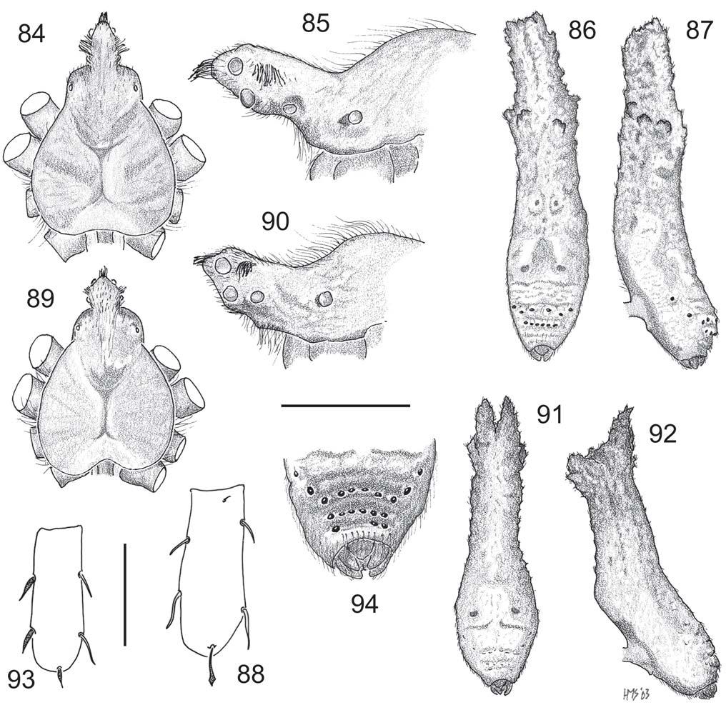 66 Records of the Australian Museum (2006) Vol. 58 Figs 84 94. Australian Poltys columnaris-group females. 84 88, P.