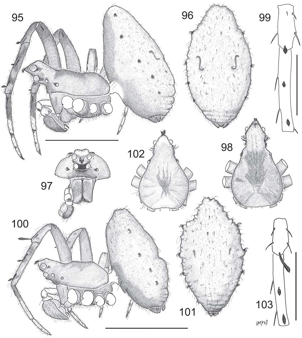 Smith: Revision of Australasian spider genus Poltys 67 Figs 95 103. Australian Poltys columnaris-group males. 95 99, P.