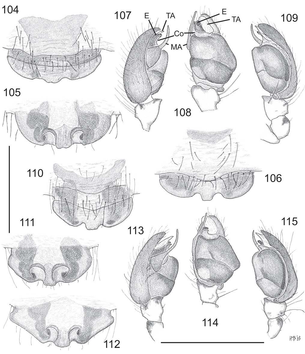 68 Records of the Australian Museum (2006) Vol. 58 Figs 104 115. Australian Poltys columnaris-group genitalia. 104 109, P.