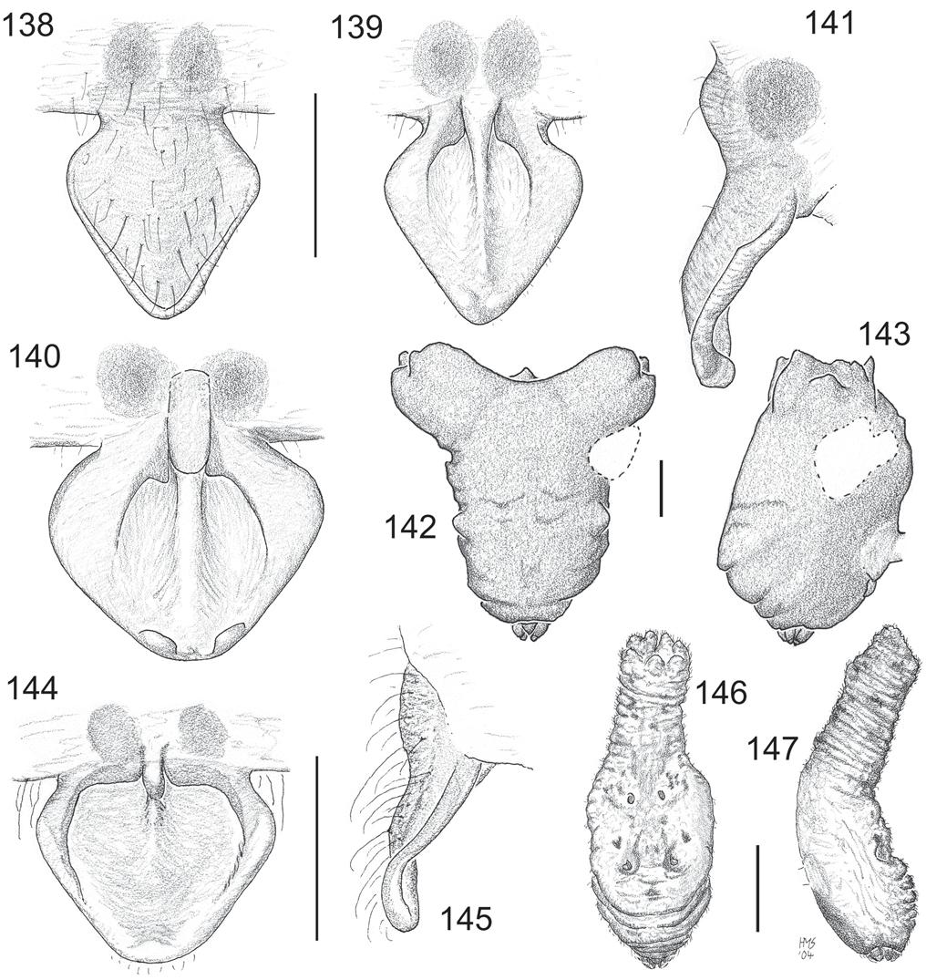 74 Records of the Australian Museum (2006) Vol. 58 Figs 138 147. Poltys frenchi-group epigynes and holotype abdomens. 138 143, P.