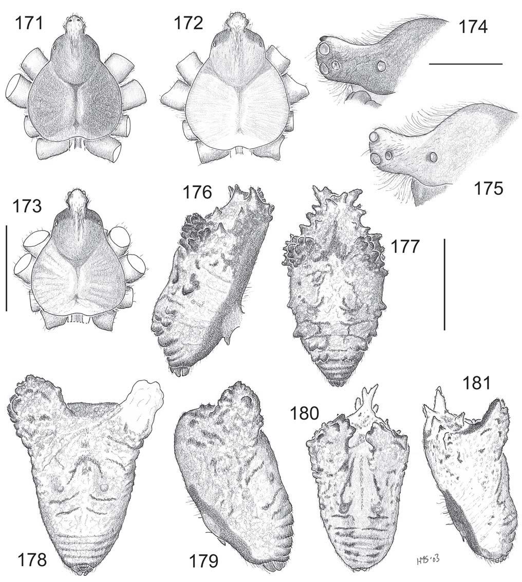Smith: Revision of Australasian spider genus Poltys 79 Figs 171 181. Poltys laciniosus-group females. 171 173, carapace and coxae, dorsal: 171, P. laciniosus (holotype), 172, P. grayi, 173, P. noblei.