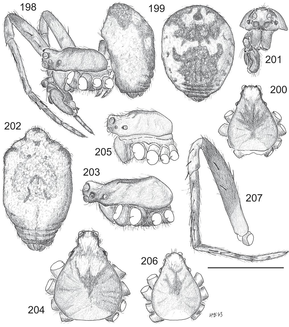 Smith: Revision of Australasian spider genus Poltys 83 Figs 198 207. Poltys laciniosus-group males. 198 201, P.