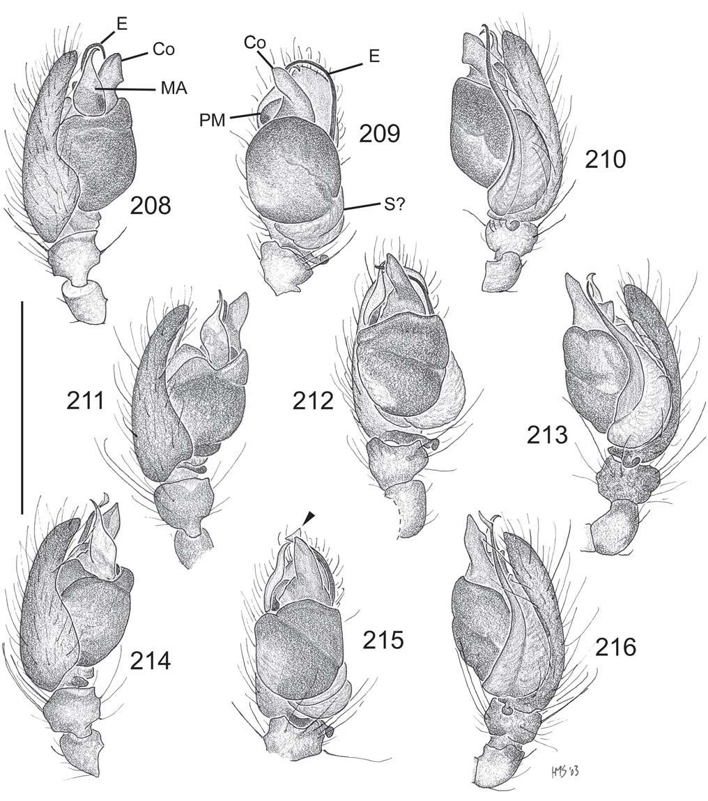 84 Records of the Australian Museum (2006) Vol. 58 Figs 208 216. Poltys laciniosus-group male palps. 208 210, P. laciniosus: prolateral, ventral, retrolateral; 211 213, same for P.