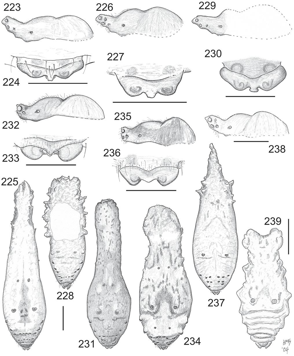 88 Records of the Australian Museum (2006) Vol. 58 Figs 223 239. SE Asian Poltys columnaris-group type specimens: carapace lateral, epigyne anterior (except P. pogonias), abdomen, dorsal. 223 225, P.