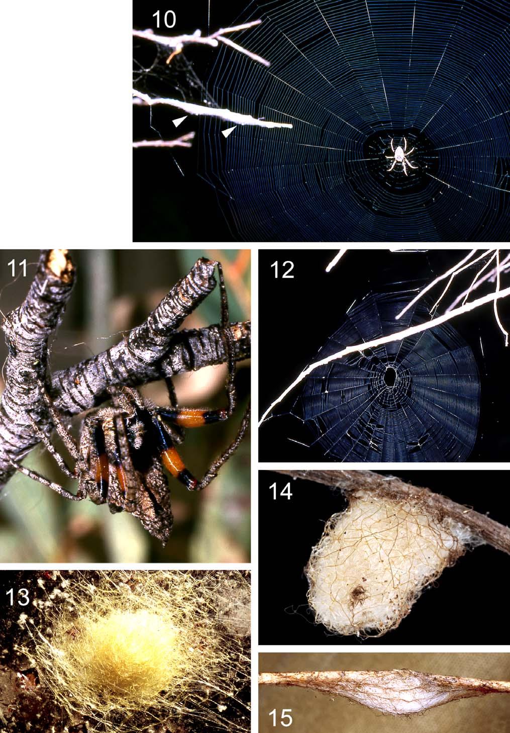 Figs 10 15. 10, Poltys laciniosus, in web at night, two eggsacs on twig at left (arrowed); 11, P. laciniosus, showing bright bands on anterior femora; 12, P. frenchi web of adult female; 13, P.