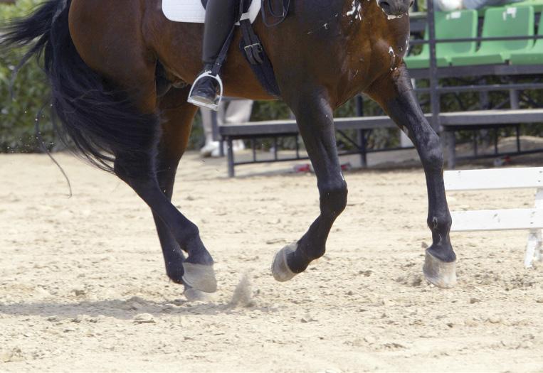 Applying the shaping scale to different movements Meaning for the trainer Applied to the HALT Reinforce a basically correct response The horse stops Lightness. Reinforce one stride from one light aid.