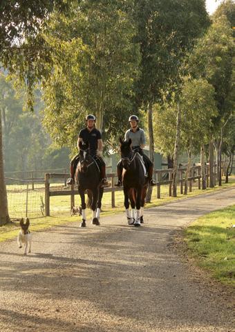 Casual Competition Western Training your horse at AEBC Evidence based learning Humane, reward based training Professional care World class facilities Ongoing support Premium training & care for your