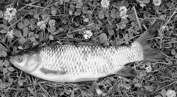 A fish kill also may occur as an indirect result of chemical weed control, because oxygen is consumed by the rapid decay of plants.