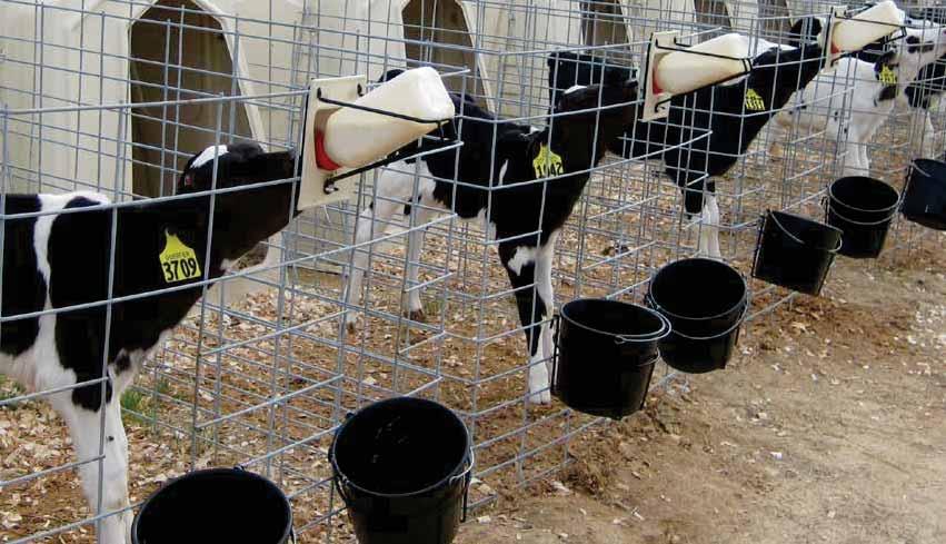 Ventilation & Airflow Adequate ventilation is critical in limiting respiratory problems and heat stress calves may be subjected to in other housing with little or no ventilation.
