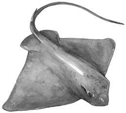 12 Feeding Methods (fig. 3) The Great White sharks have triangular, heavily serrated teeth, suitable for cutting and tearing ( fig. 3 1) Tiger shark teeth are also suitable for cutting and piercing.