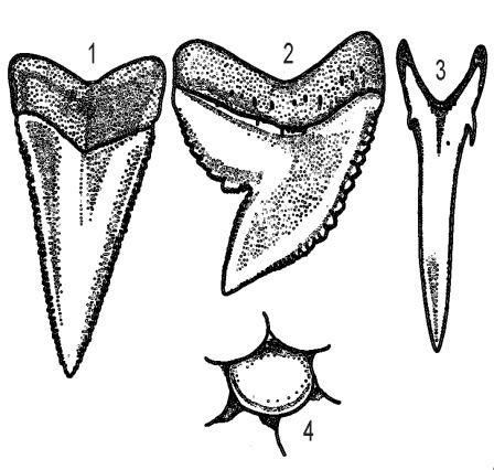 2 4) provide a mill-like grinding mechanism able to crush molluscs and crustaceans. Fig. 3 Different kinds of shark teeth How the jaws work (fig.