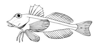 A fin has a thin layer of skin supported by fin rays, which may have stiff and bony spines or soft and flexible (rays). If the pelvic fins are set far back they are probably fast swimming species.