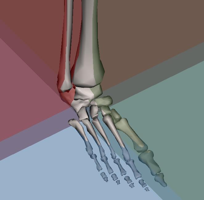 A rigid foot creates a lever arm on the ground which propulses the body forward and gives all its significance to the triceps surae.