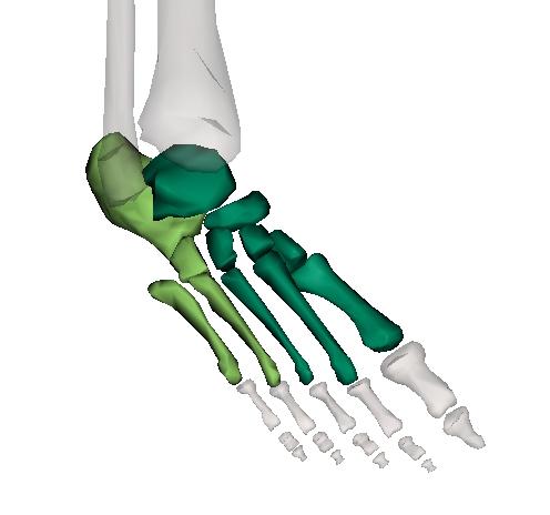 3.3.6 Foot arches Medial longitudinal Anterior Lateral longitudinal Windlass mechanism: Plantar fascia Figure 3.