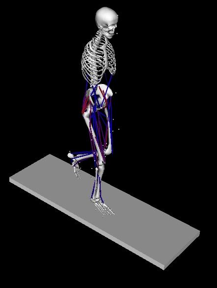Figure 4.2: OpenSim examples of musculoskeletal models Stanford University. The original model was modified and reduced to only a simple right foot and its lower leg.